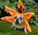 Bulldog Flower