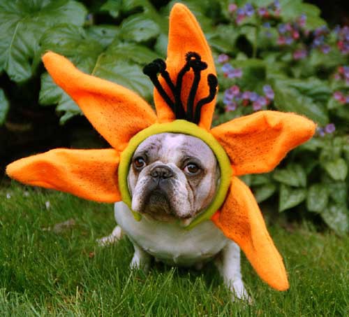 Bulldog Flower